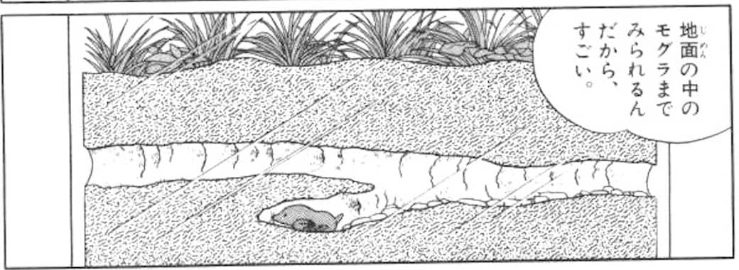 地面の中を観察できる動物観察ケース